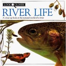 River life (look closer)