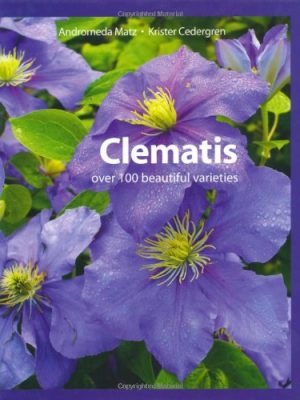 Clematis